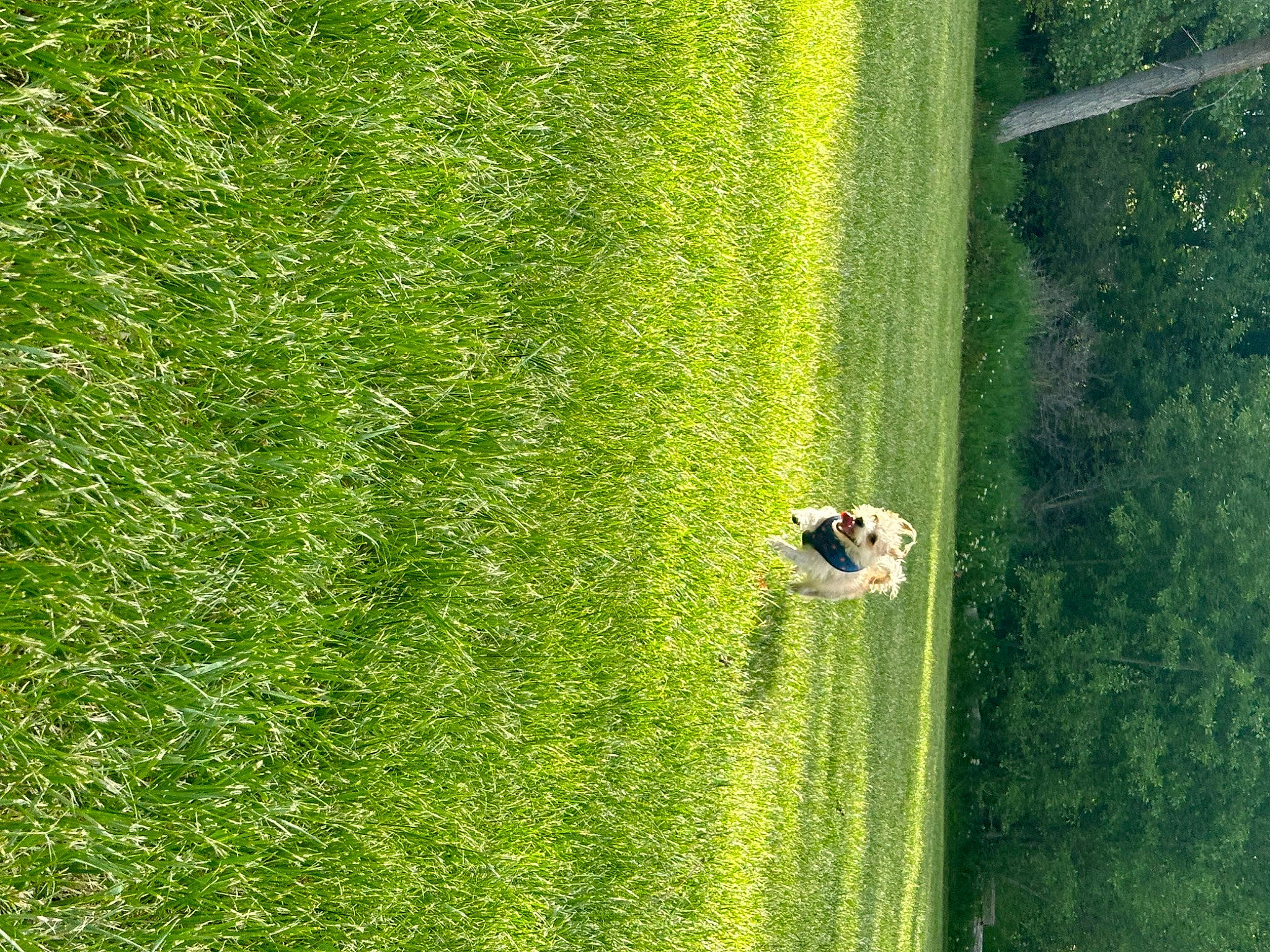 Buddy is registered to the contest to win money with this photo: field, grass, grass_family, grassland, groundcover, landscape, lawn, meadow, natural_landscape, pasture, people_in_nature, plant, prairie, shrub, slope, terrestrial_plant, tree, vegetation, vehicle, wood