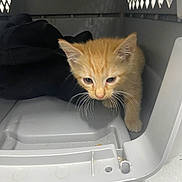 Tillie is registered to the contest to win money with this photo: kitten, orange_cat, pet_carrier, black_cloth, indoor, animal, cat, young, feline, cute, small, whiskers, ears, eyes, face, fur, pet, container, curious, cautious