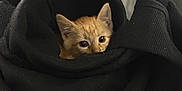 Tillie joined the competition — help win amazing prizes! animal, black_sweater, cat, cozy, curious, cute, feline, fur, indoors, kitten, orange_cat, peeking, pet, playful, resting, small, snuggled, soft_texture, warm, whiskers