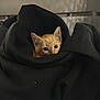 Tillie joined the competition — help win amazing prizes! kitten, cat, orange_cat, peeking, black_sweater, cozy, indoors, curious, cute, pet, animal, feline, soft_texture, warm, resting, small, fur, whiskers, playful, snuggled