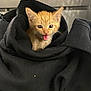 kitten, orange_cat, black_hoodie, pet, cute, animal, furry, small, indoor, young, whiskers, ears, face, mouth_open, fur, soft, cozy, curious, domestic_cat, resting