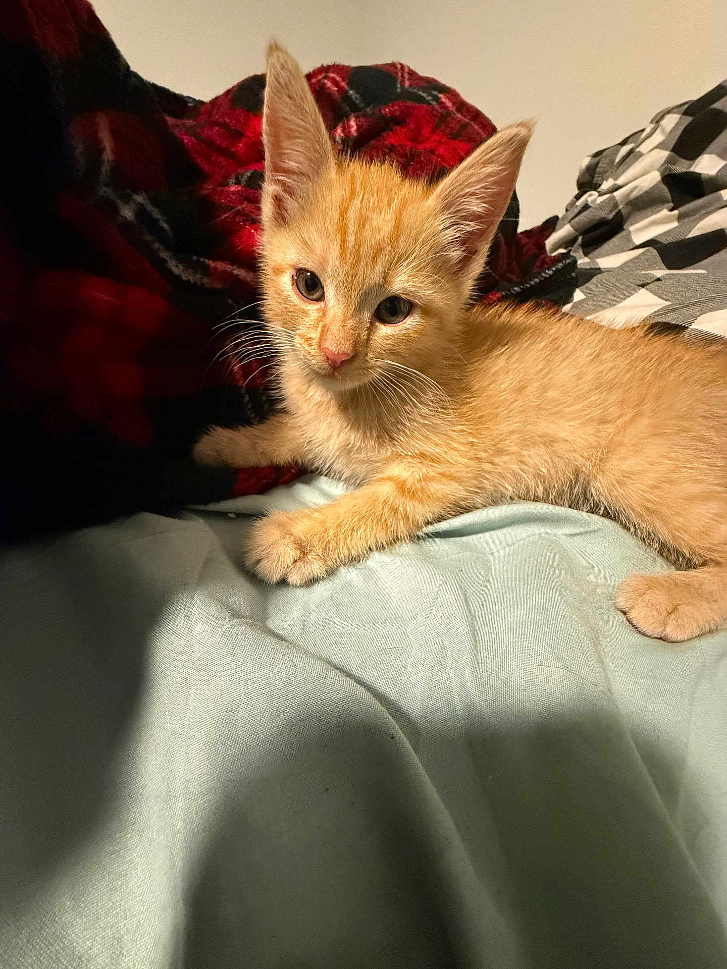 Tillie is registered to the contest to win money with this photo: kitten, orange_cat, bed, blanket, plaid, checkered, fur, whiskers, ears, cute, pet, animal, indoor, resting, lying_down, young, soft_light, cozy, feline, curious