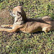 Pepite participe au concours pour gagner de l'argent avec cette photo : animal, canine, daytime, dog, fur, grass, laying_down, mammal, nature, outdoor, peaceful, pet, quiet, relaxing, resting, shadow, side_view, small_dog, sunlight, sunny