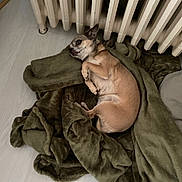 Pepite participe au concours pour gagner de l'argent avec cette photo : dog, blanket, radiator, floor, indoor, small_dog, light, cozy, curled_up, fur, pet, resting, brown_dog, snug, quiet, relaxed, warm, companion, domestic, cute