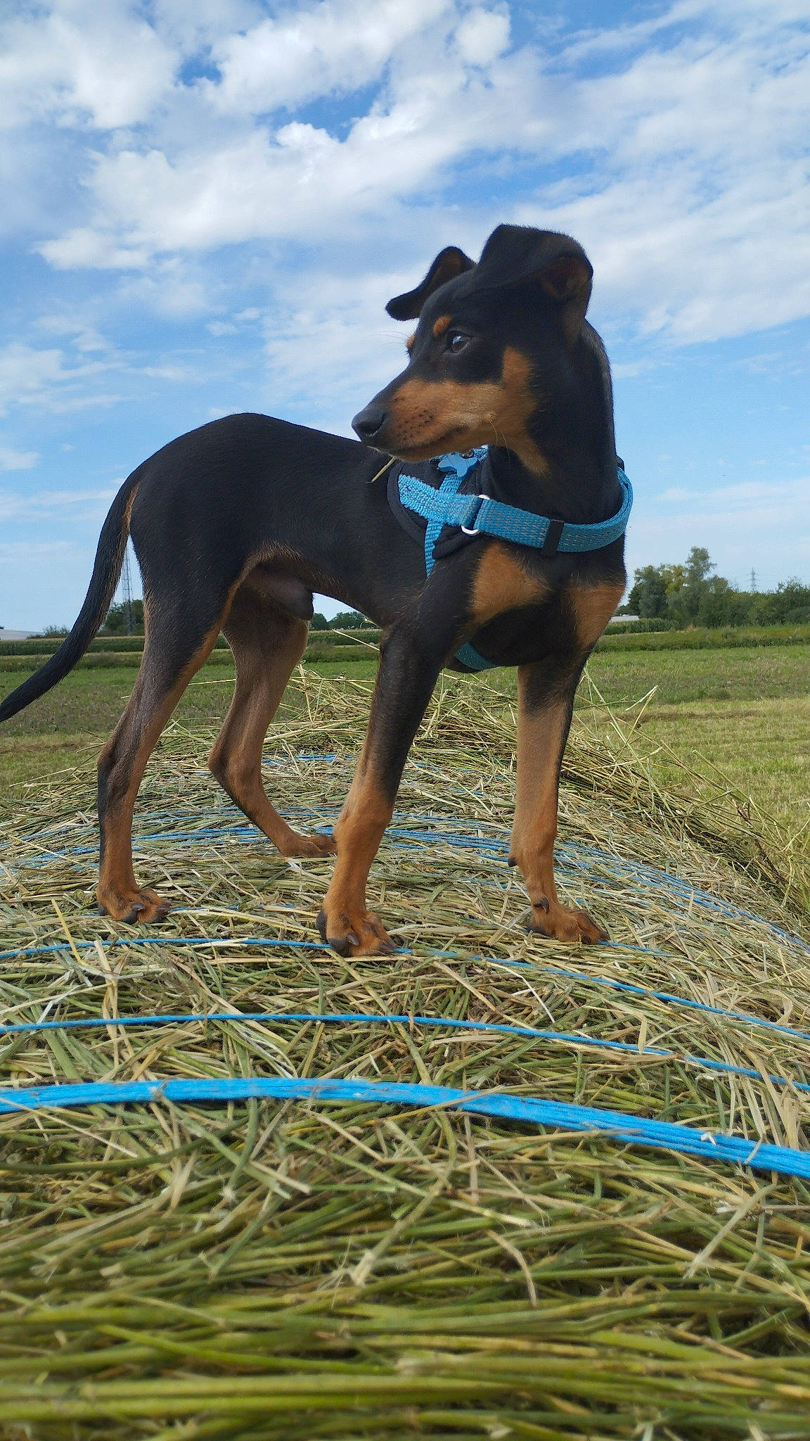 Woody a rejoint le concours — aidez-le/la à gagner de superbes lots ! agriculture, barefoot, carnivore, cloud, dog, dog_breed, electric_blue, event, fawn, fun, grass, grassland, happy, mammal, people_in_nature, plant, sky, sporting_group, vertebrate, working_animal
