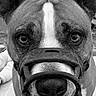 Jokoss participe au concours pour gagner de l'argent avec cette photo : animal, baby, beak, bird, bodypart, boxer, bulldog, canine, dog, face, head, hound, husky, mouth, person, pet, pitbull, puppy, snout, terrier