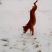 Jokoss participe au concours pour gagner de l'argent avec cette photo : animal, beagle, bostonbull, boxer, bulldog, canine, dog, goldenretriever, hound, labradorretriever, nature, outdoors, pet, pitbull, plant, puppy, snow, storm, tree, winter