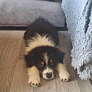Aby a rejoint le concours — aidez-le/la à gagner de superbes lots ! puppy, dog, tricolor, floor, wooden_floor, lying_down, cute, fur, pet, indoor, cozy, blanket, couch, animal, young, resting, adorable, home, furniture, paws