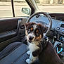 Aby participe au concours pour gagner de l'argent avec cette photo : puppy, dog, car_interior, seat, steering_wheel, dashboard, window, door, gear_shift, keys, leash, fur, pet, cute, animal, black, white, brown, indoor, vehicle