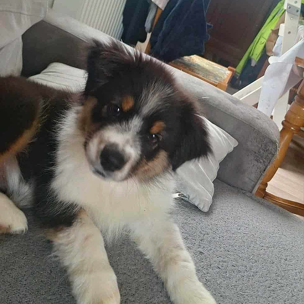 Aby a rejoint le concours — aidez-le/la à gagner de superbes lots ! animal, black, blanket, brown, coat, couch, curious, dog, fur, furniture, home, indoor, pet, puppy, relaxed, soft, white, window, wood, young