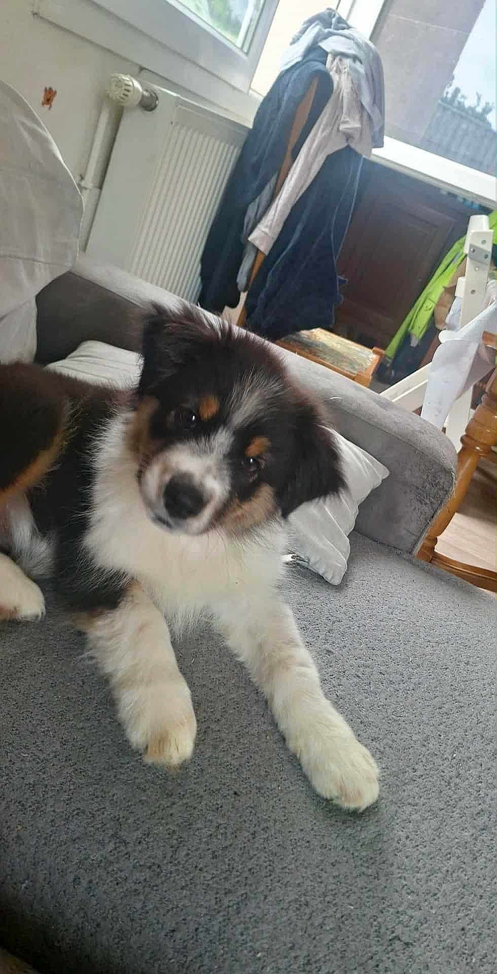 Aby a rejoint le concours — aidez-le/la à gagner de superbes lots ! puppy, dog, couch, indoor, window, furniture, coat, blanket, curious, pet, fur, white, black, brown, wood, home, relaxed, animal, soft, young