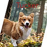 dog, corgi, forest, moss, nature, outdoor, animal, pet, happy, smiling, fur, tree, sunlight, bokeh, canine, portrait, cute, walking, greenery, wildlife