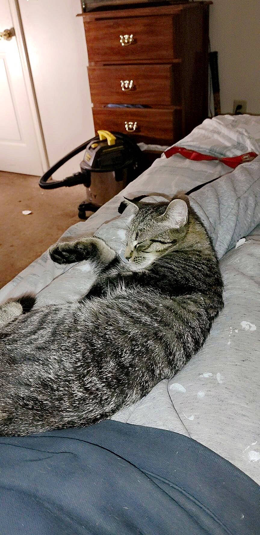 Mia is registered to the contest to win money with this photo: cabinetry, carnivore, cat, chest_of_drawers, comfort, cupboard, domestic_short_haired_cat, drawer, felidae, flooring, fur, grey, hardwood, linens, nap, small_to_medium_sized_cats, snout, tail, whiskers, wood