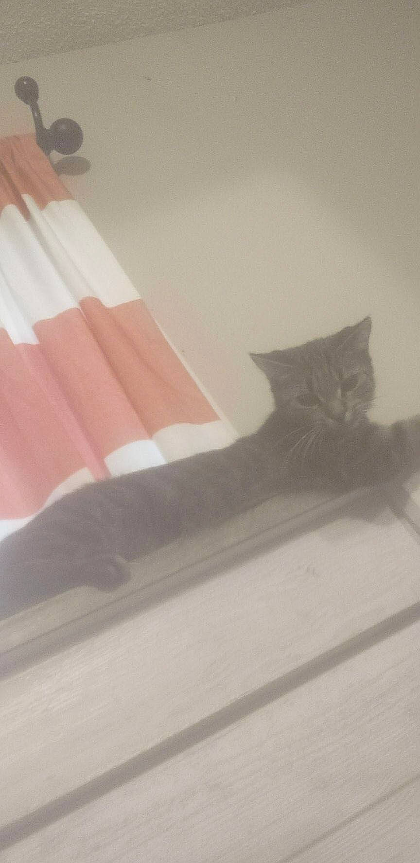 Mia joined the competition — help win amazing prizes! carmine, carnivore, cat, ceiling, comfort, domestic_short_haired_cat, fashion_accessory, felidae, flooring, hardwood, human_leg, linens, peach, rectangle, room, small_to_medium_sized_cats, tail, tints_and_shades, whiskers, wood