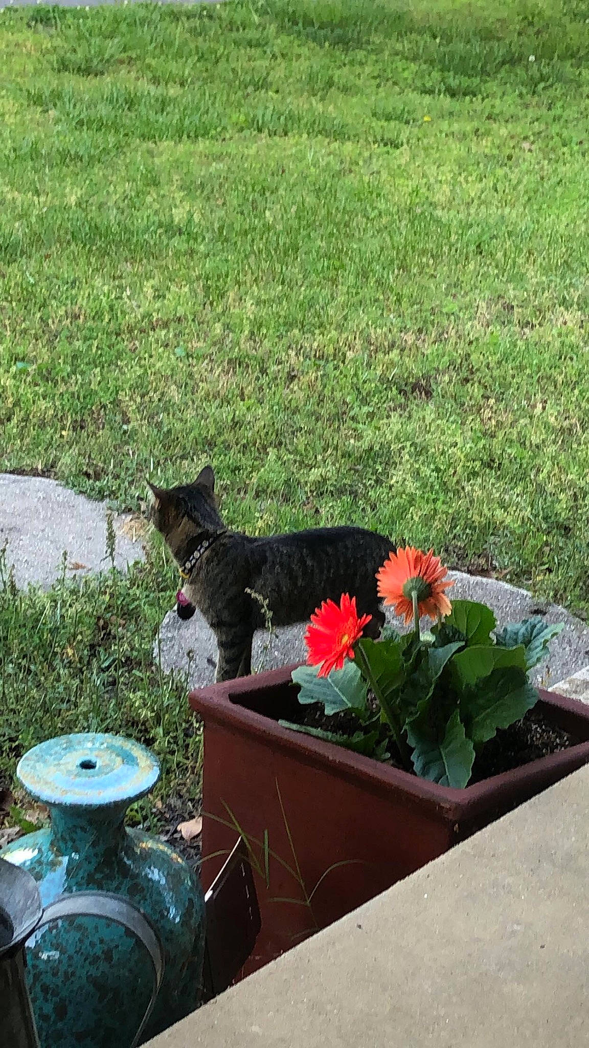 Mia joined the competition — help win amazing prizes! annual_plant, bombay, carnivore, cat, felidae, flower, flowerpot, garden, grass, groundcover, houseplant, landscape, landscaping, lawn, outdoor_furniture, petal, plant, shrub, small_to_medium_sized_cats, tail