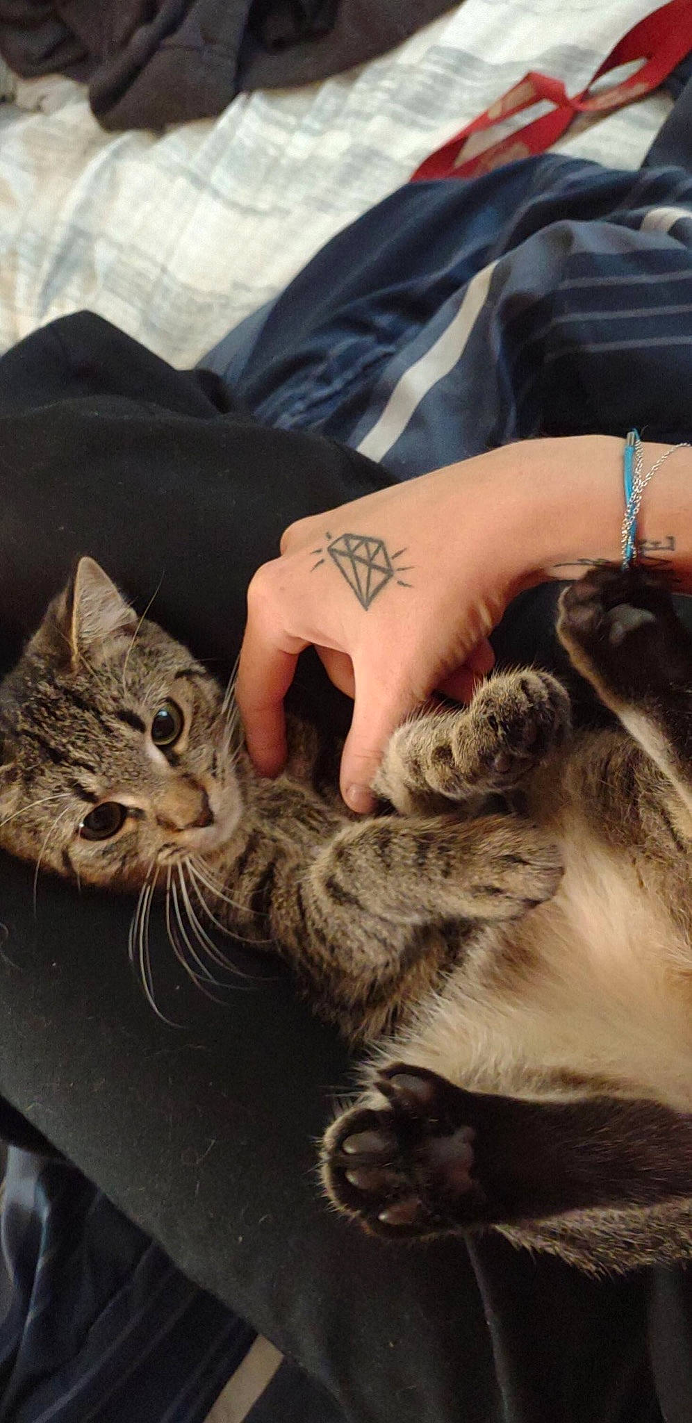 Mia joined the competition — help win amazing prizes! carnivore, cat, comfort, domestic_short_haired_cat, fawn, felidae, fur, gesture, grey, human_leg, nail, pattern, paw, small_to_medium_sized_cats, tattoo, temporary_tattoo, vertebrate, whiskers, wildlife, wrist