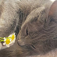 Mimi joined the competition — help win amazing prizes! animal, cat, close_up, cozy, cute, daisy, flower, fur, gray_cat, indoor, napping, nature, peaceful, pet, relaxed, resting, sleeping, soft, whiskers