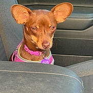 Olive joined the competition — help win amazing prizes! dog, brown_dog, small_dog, pet, car_interior, passenger_seat, pink_collar, seat, leather_seat, animal, ears, tag, closeup, looking, portrait, canine, vehicle, domestic_animal, sitting, side_view
