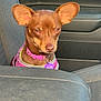 dog, brown_dog, small_dog, pet, car_interior, passenger_seat, pink_collar, seat, leather_seat, animal, ears, tag, closeup, looking, portrait, canine, vehicle, domestic_animal, sitting, side_view