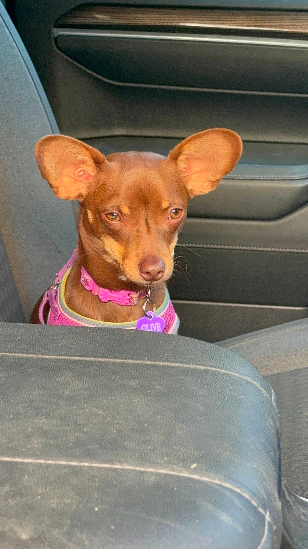 Olive