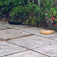 Blue joined the competition — help win amazing prizes! animal, black_and_white_cat, cat, concrete, foliage, garden, greenery, nature, orange_cat, outdoor, patio, peaceful, pets, plants, quiet, relaxing, resting, shadows, sunlight, tiled_floor