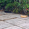 animal, black_and_white_cat, cat, concrete, foliage, garden, greenery, nature, orange_cat, outdoor, patio, peaceful, pets, plants, quiet, relaxing, resting, shadows, sunlight, tiled_floor