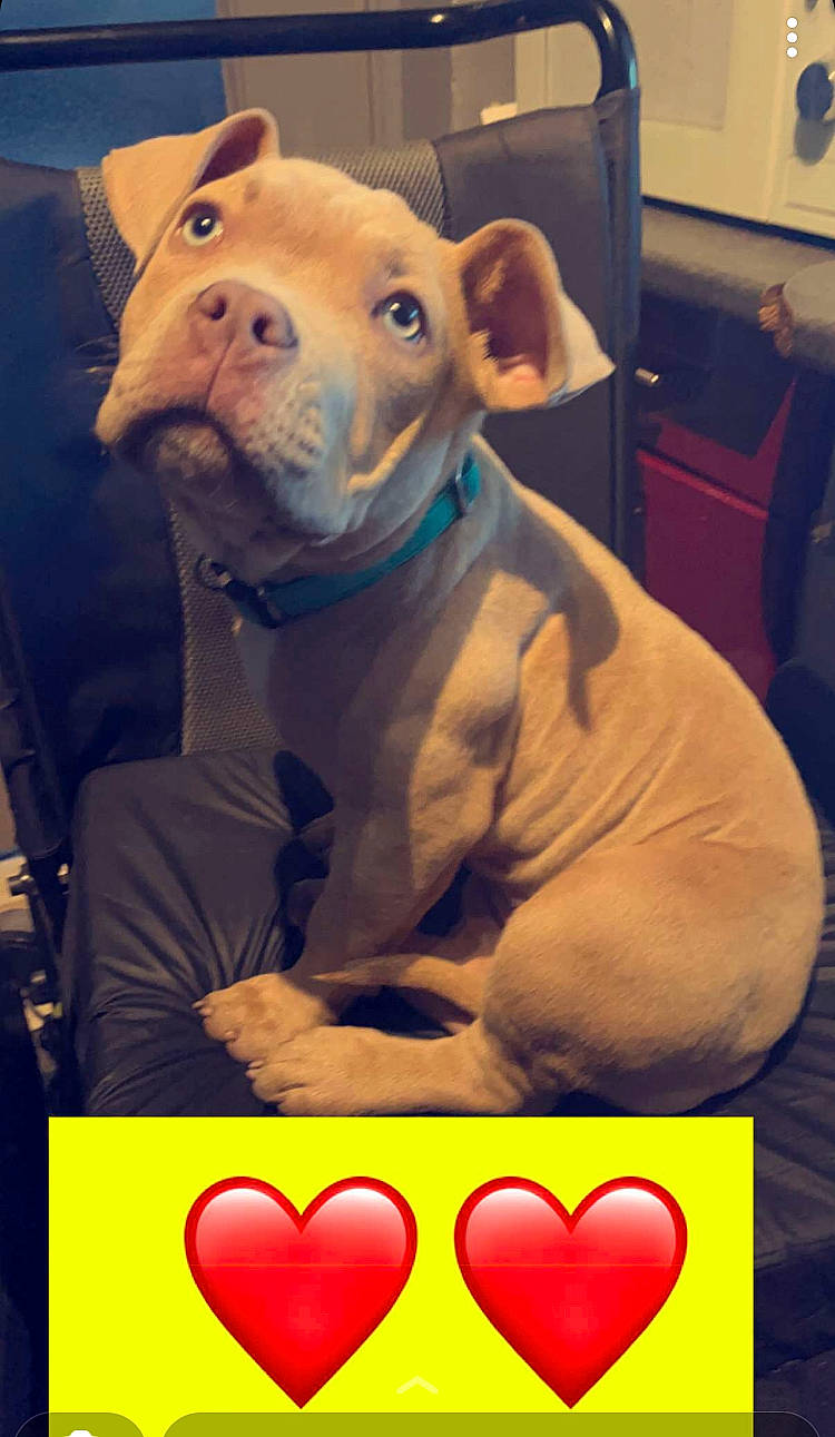 Kala participe au concours pour gagner de l'argent avec cette photo : art, costume, domestic_pig, felidae, font, fur, happy, heart, love, organ, photo_caption, pink, room, sculpture, snapshot, stuffed_toy, suidae, toy, whiskers, working_animal