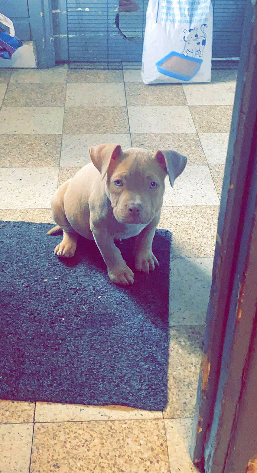 Kala a rejoint le concours — aidez-le/la à gagner de superbes lots ! blue, canidae, carnivore, companion_dog, dog, dog_breed, fawn, flooring, line, mammal, road_surface, snout, sporting_group, suidae, tail, terrestrial_animal, toy, vertebrate, wood, working_animal