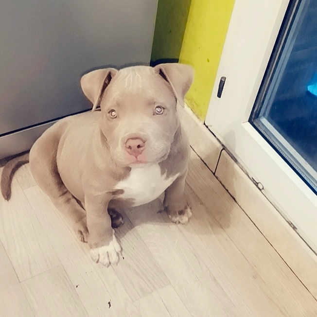Simba
