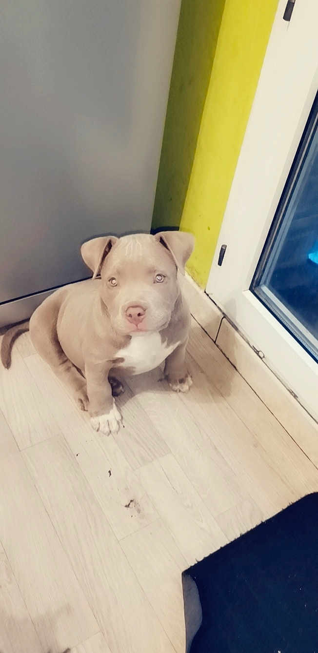 Simba