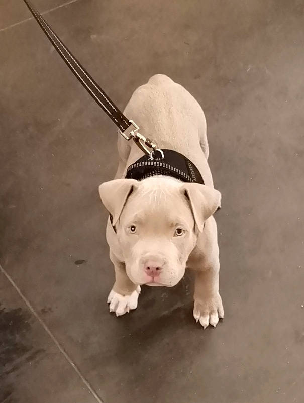 Simba participe au concours pour gagner de l'argent avec cette photo : american_bulldog, american_pit_bull_terrier, american_staffordshire_terrier, bull_and_terrier, bulldog, canidae, carnivore, collar, companion_dog, dog, dog_breed, dog_collar, fawn, leash, mammal, non_sporting_group, pit_bull, puppy, rare_breed_dog, snout