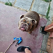 Gino joined the competition — help win amazing prizes! dog, bulldog, pet, looking_up, leash, bandana, sneakers, human_leg, porch, concrete, paving_stones, wood_post, brown_fur, wrinkled_face, tongue, outdoor, close_up, cute, companion, sidewalk