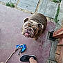 dog, bulldog, pet, looking_up, leash, bandana, sneakers, human_leg, porch, concrete, paving_stones, wood_post, brown_fur, wrinkled_face, tongue, outdoor, close_up, cute, companion, sidewalk