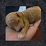Rylee is registered to the contest to win money with this photo: puppy, sleeping, hand, curly_fur, newborn, cute, animal, pet, small, cozy, fur, resting, closeup, mammal, domestic_animal, pink_paw, soft, adorable, tiny, nap