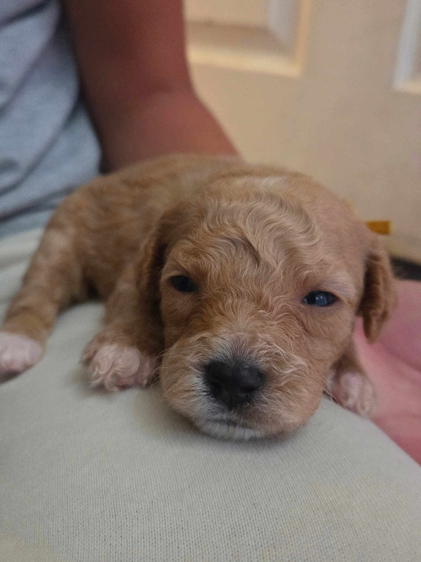 Rylee is registered to the contest to win money with this photo: adorable, animal, background, calm, close_up, curly_fur, cute, dog, home, indoor, light_brown, person_arm, pet, puppy, resting, skin, sleepy, soft_texture, white_paws, young