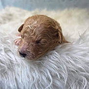 Rylee is registered to the contest to win money with this photo: puppy, newborn, sleeping, curly_fur, dog, fluffy, white_blanket, close_up, cute, soft_texture, animal, pet, resting, peaceful, indoor, fur, adorable, small, young, cozy