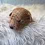 puppy, newborn, sleeping, curly_fur, dog, fluffy, white_blanket, close_up, cute, soft_texture, animal, pet, resting, peaceful, indoor, fur, adorable, small, young, cozy