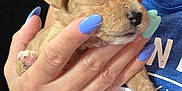 Rylee is registered to the contest to win money with this photo: puppy, dog, hand, nails, person, holding, cute, young, fur, animal, blue_nails, closeup, pet, portrait, human, skin, cuddle, small, soft, tender