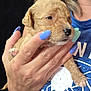puppy, dog, hand, nails, person, holding, cute, young, fur, animal, blue_nails, closeup, pet, portrait, human, skin, cuddle, small, soft, tender