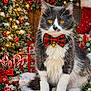 cat, bow_tie, bell, snow, candy_canes, christmas_tree, ornaments, holiday_decorations, gifts, red_bow, festive, indoor, pet, gray_cat, white_cat, holiday_season, winter, celebration, decor, cute