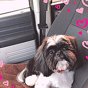 Oreo joined the competition — help win amazing prizes! dog, pet, car_interior, seat, towel, black_and_white, fluffy, cute, heart_doodles, window, seatbelt, adorable, looking_up, small_dog, indoor, companion, animal, domestic_animal, car_seat, fur