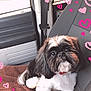 dog, pet, car_interior, seat, towel, black_and_white, fluffy, cute, heart_doodles, window, seatbelt, adorable, looking_up, small_dog, indoor, companion, animal, domestic_animal, car_seat, fur
