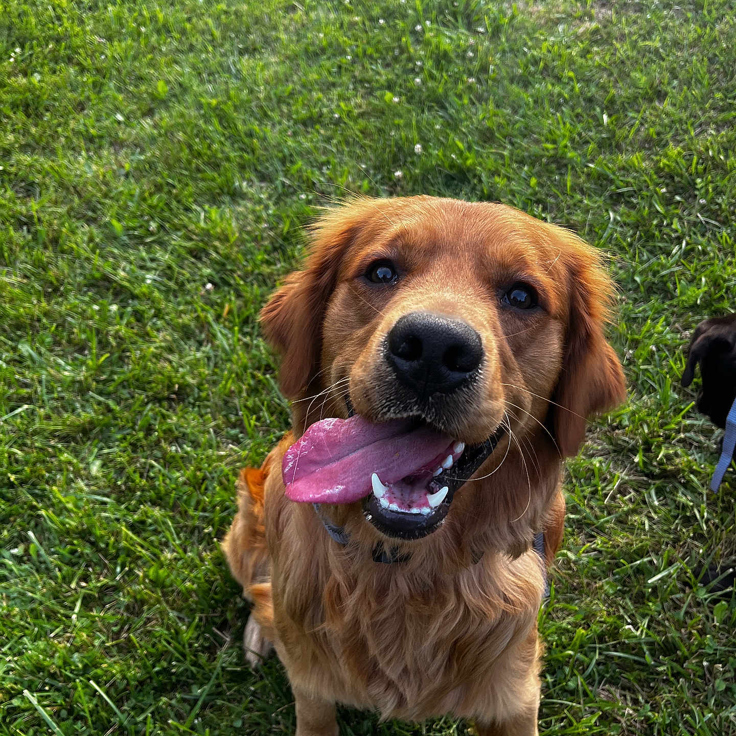 Jax is registered to the contest to win money with this photo: animal, bodypart, canine, dog, field, goldenretriever, grass, grassland, hound, lawn, livestock, mouth, nature, outdoors, person, pet, plant, puppy, sheep, tongue
