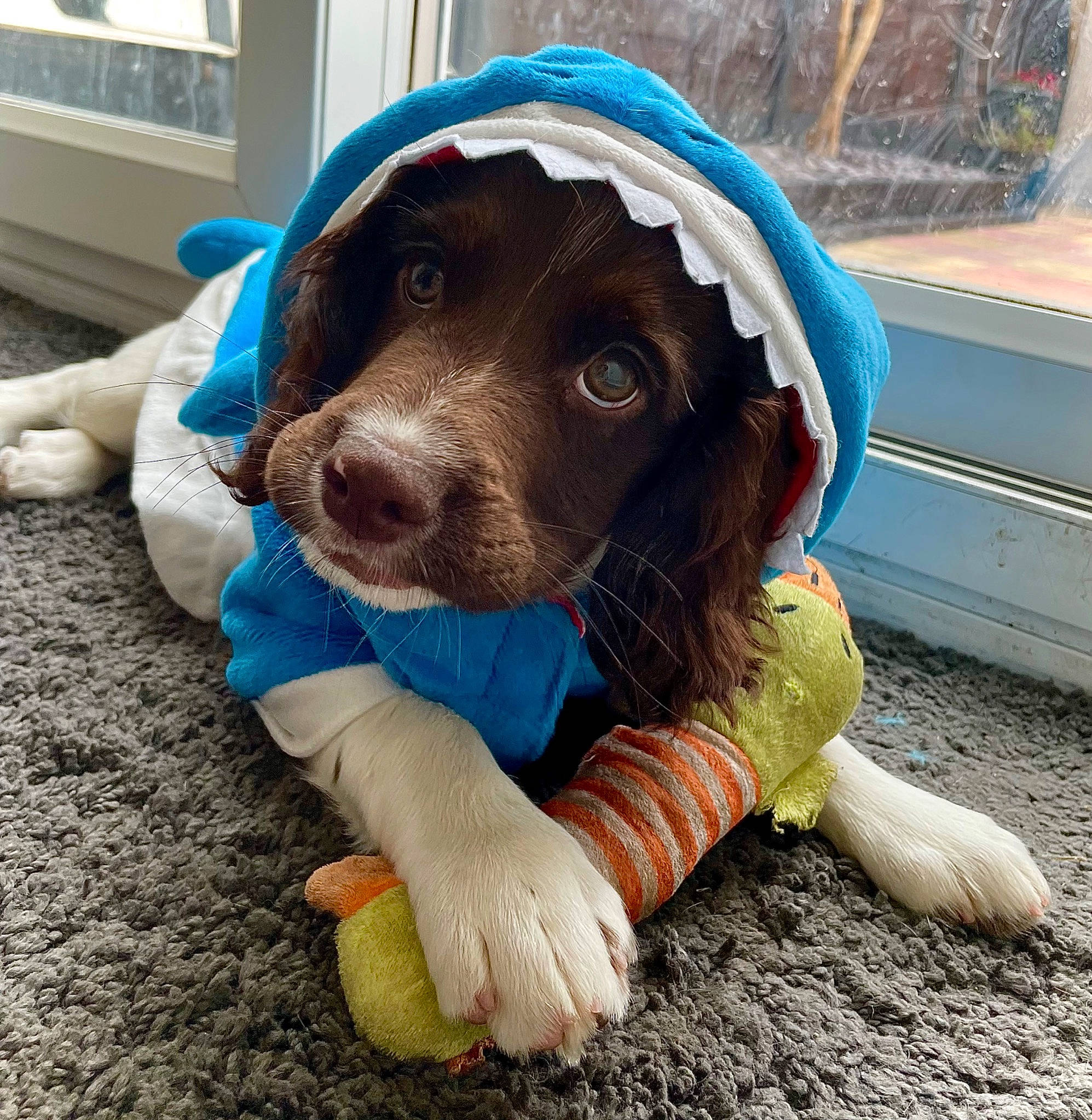 Dolly is registered to the contest to win money with this photo: canidae, carnivore, collar, companion_dog, dog, dog_breed, dog_collar, dog_supply, hat, hound, hunting_dog, leash, liver, personal_protective_equipment, plant, recreation, snout, spaniel, sporting_group, working_animal