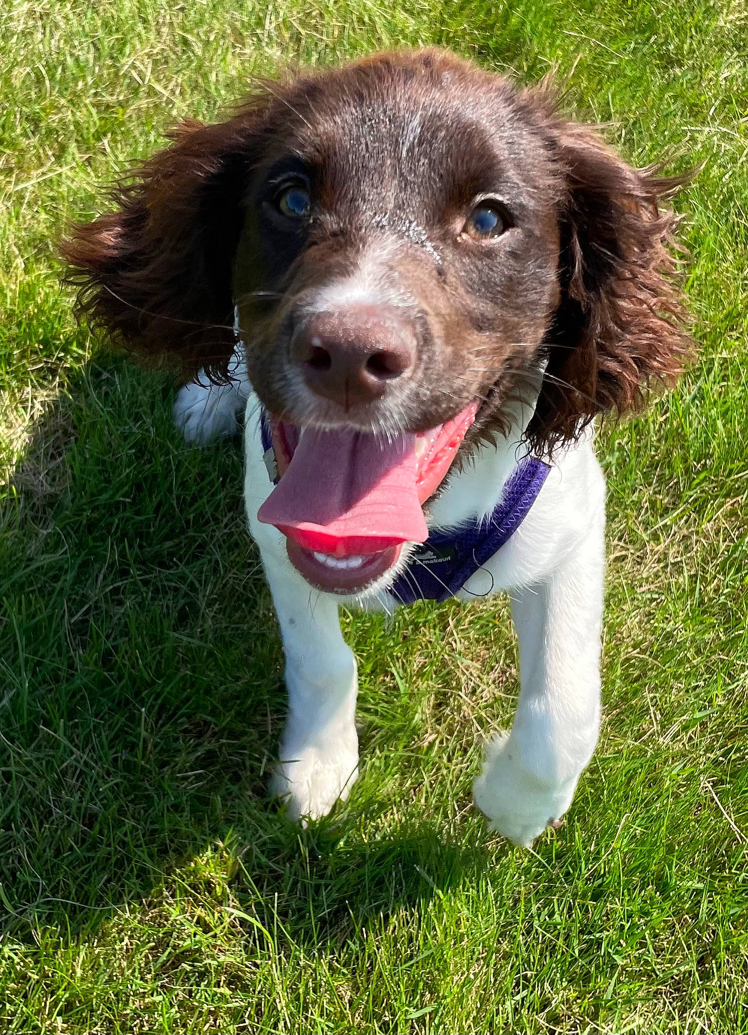 Dolly joined the competition — help win amazing prizes! canidae, carnivore, companion_dog, dog, dog_breed, dog_collar, grass, gun_dog, hunting_dog, liver, plant, snout, spaniel, sporting_group, whiskers, working_dog