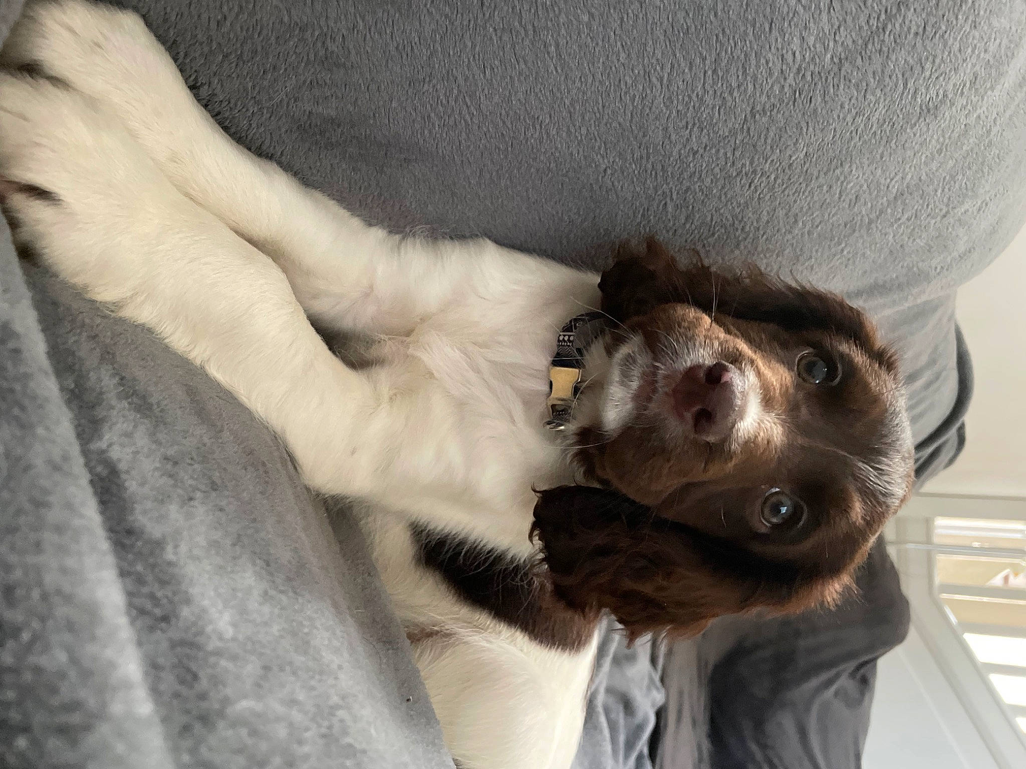 Dolly is registered to the contest to win money with this photo: carnivore, claw, comfort, companion_dog, dog, dog_breed, dog_collar, ear, fawn, felidae, finger, fur, gesture, grey, small_to_medium_sized_cats, snout, sporting_group, whiskers, working_animal, wrist