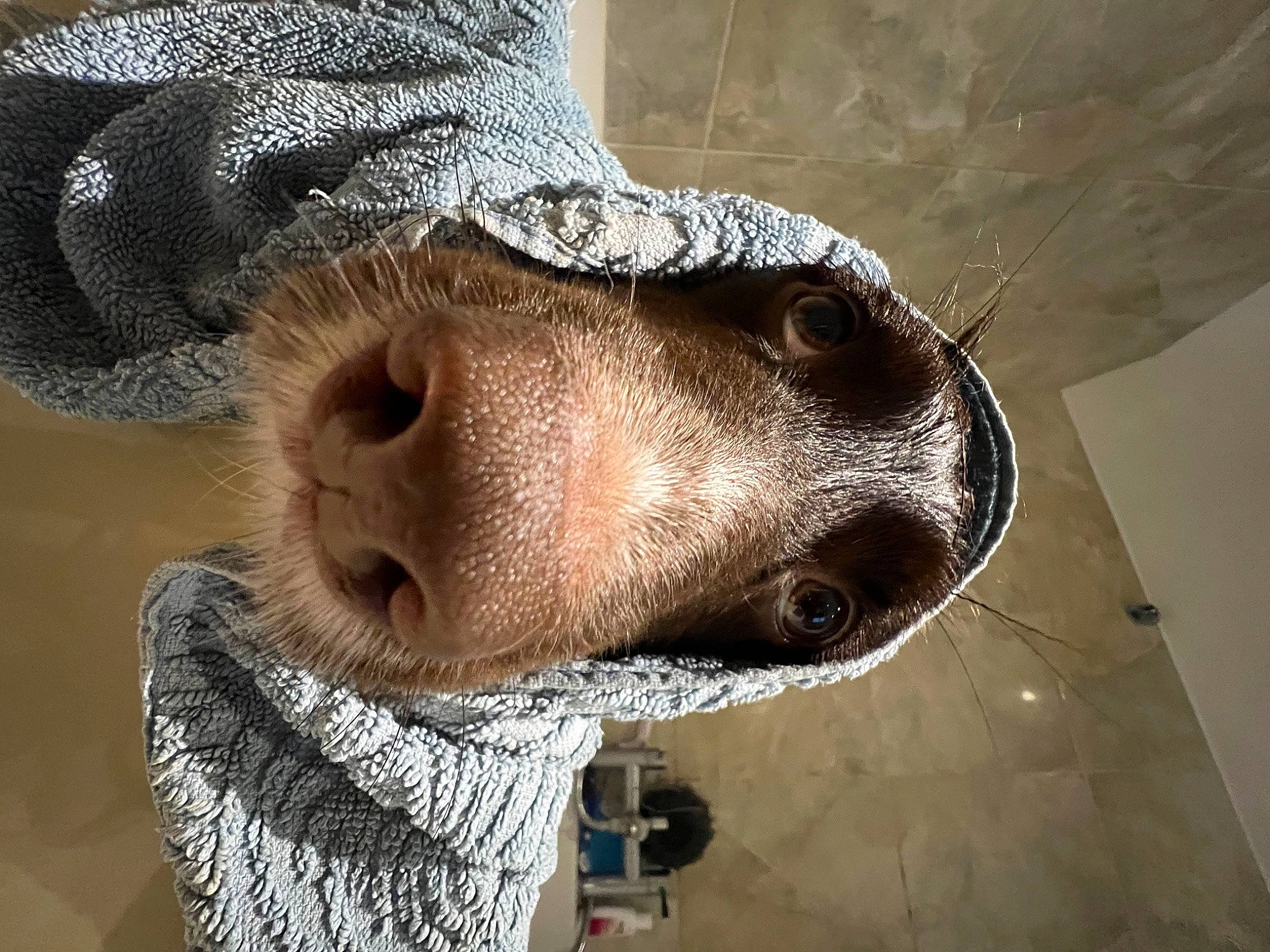 Dolly is registered to the contest to win money with this photo: cap, carnivore, costume_hat, dog, dog_breed, eye, fawn, fedora, felidae, fur, glasses, hat, head, human_body, jaw, snout, sporting_group, sun_hat, whiskers, working_animal