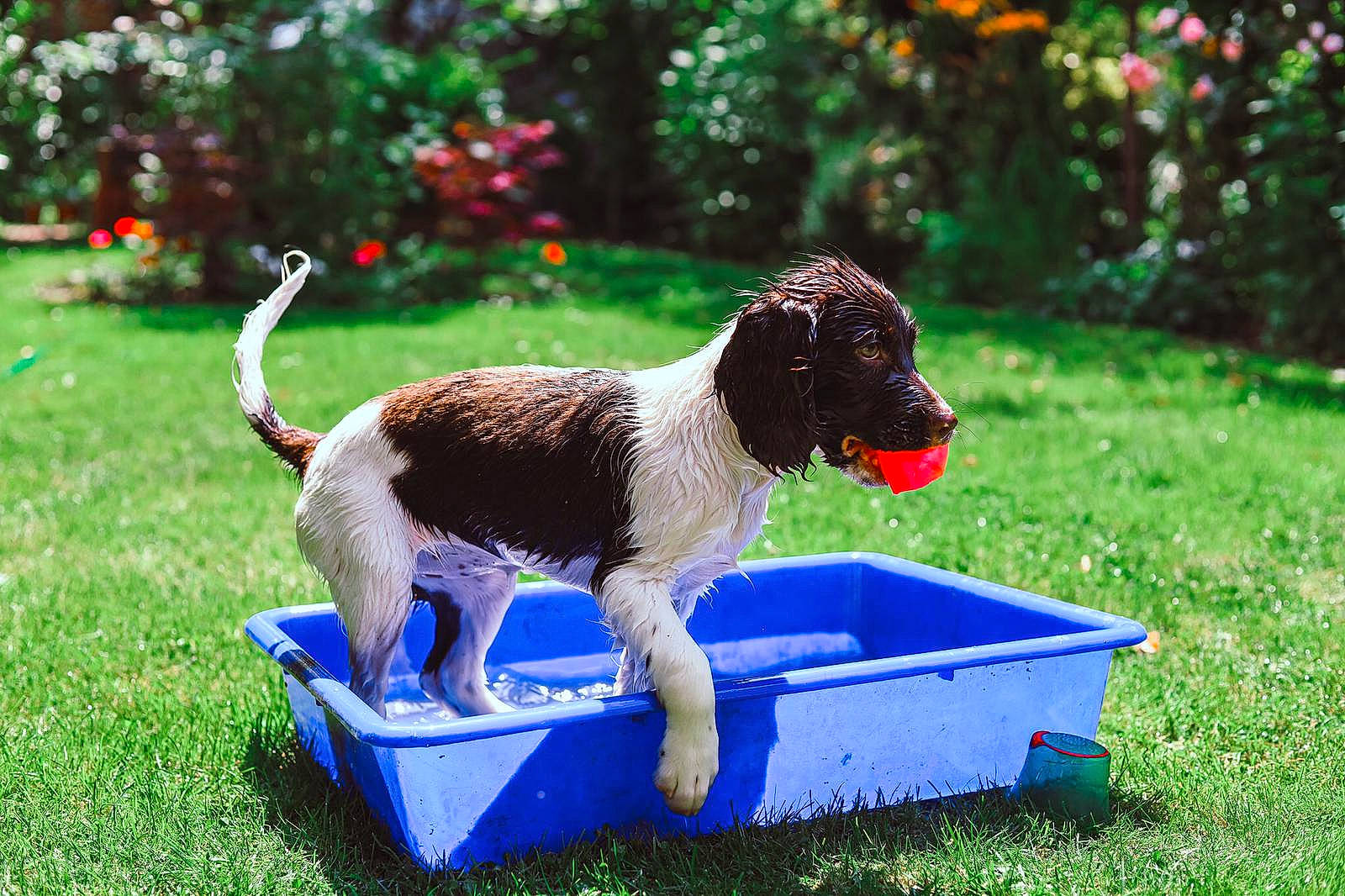 Dolly joined the competition — help win amazing prizes! animal_feed, canidae, carnivore, collar, companion_dog, dog, dog_breed, dog_food, dog_supply, garden, grass, gun_dog, pet_food, pet_supply, plant, sporting_group, tail, vertebrate, working_dog, yard