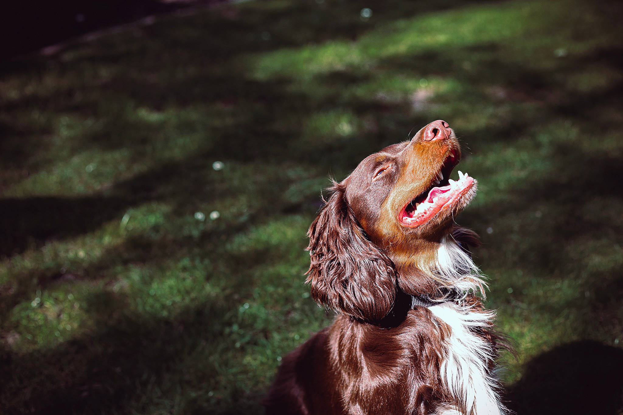 Jasper is registered to the contest to win money with this photo: canidae, carnivore, companion_dog, darkness, dog, dog_breed, flash_photography, grass, gun_dog, happy, hunting_dog, liver, macro_photography, plant, snout, soil, sporting_group, terrestrial_animal, whiskers, wildlife