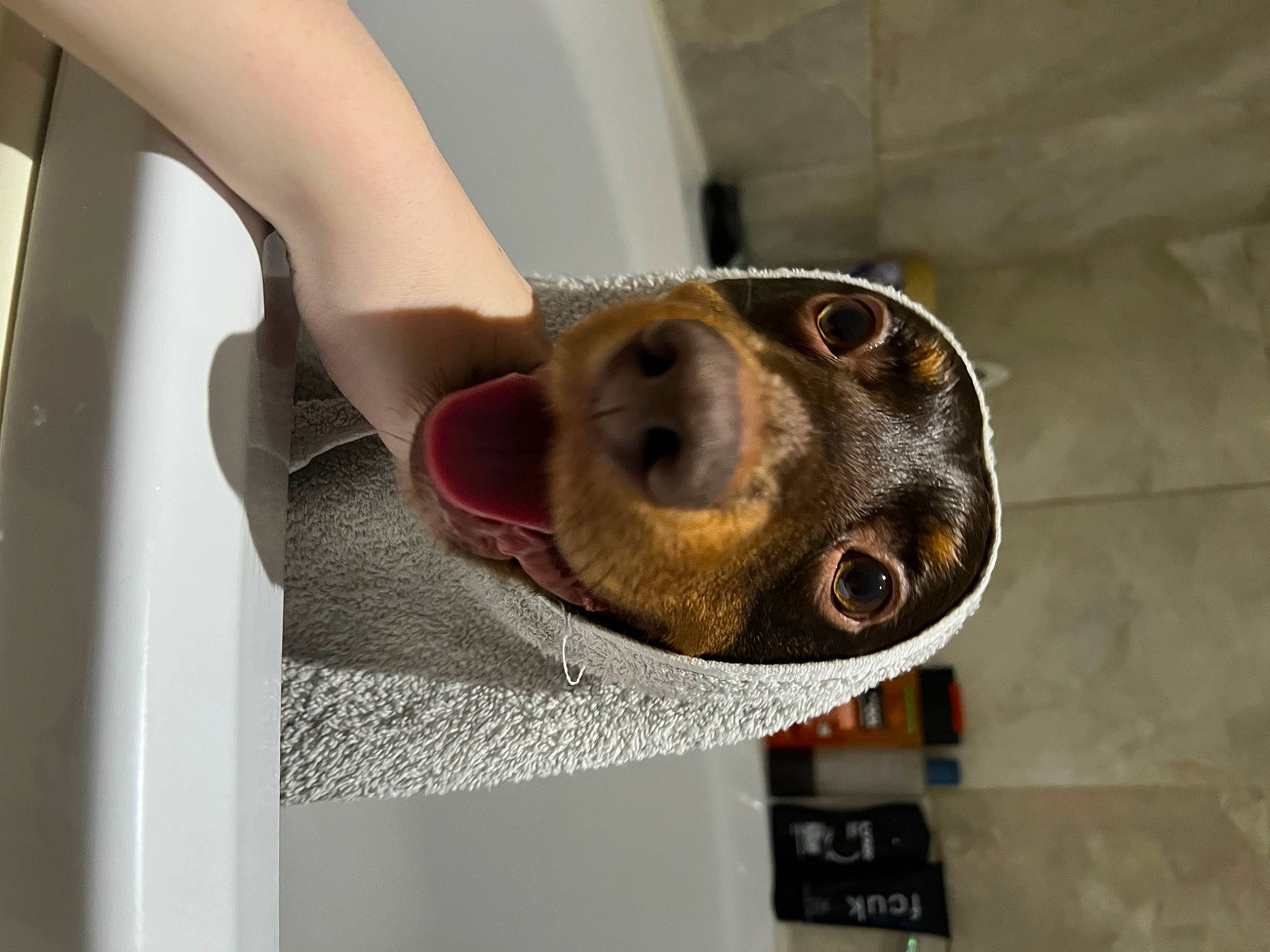 Jasper is registered to the contest to win money with this photo: carnivore, companion_dog, dog, dog_breed, dog_food, door, fawn, fur, liver, pet_supply, selfie, snout, sporting_group, whiskers, working_animal